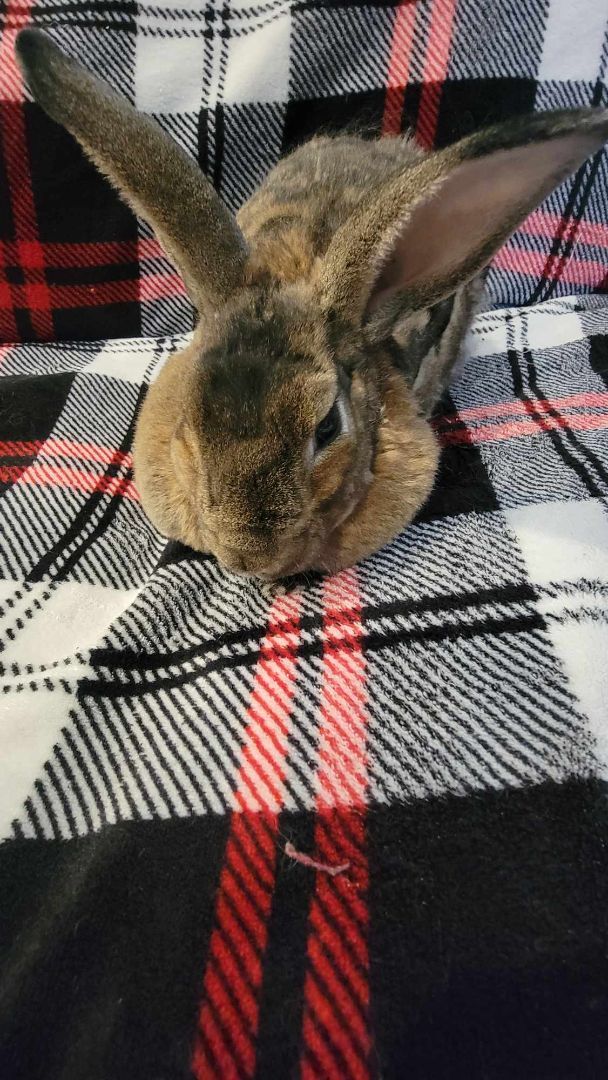 Emica (Beautiful), a Adoptable mixed breed in Oxford, GA image 3/5