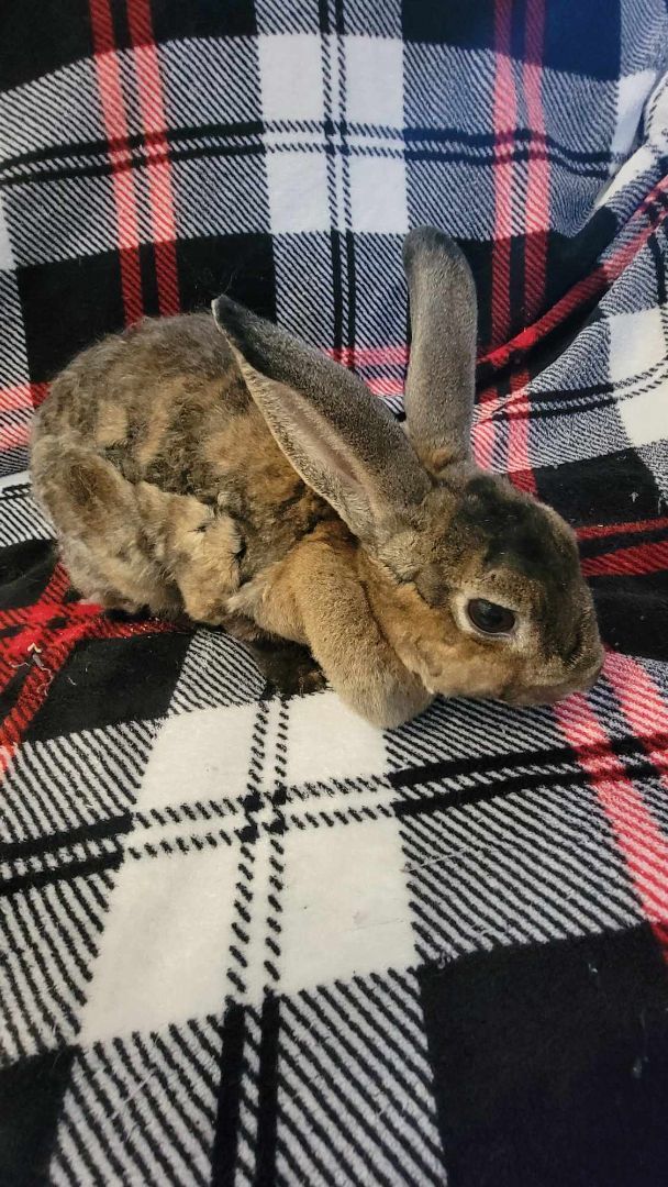 Emica (Beautiful), a Adoptable mixed breed in Oxford, GA image 5/5