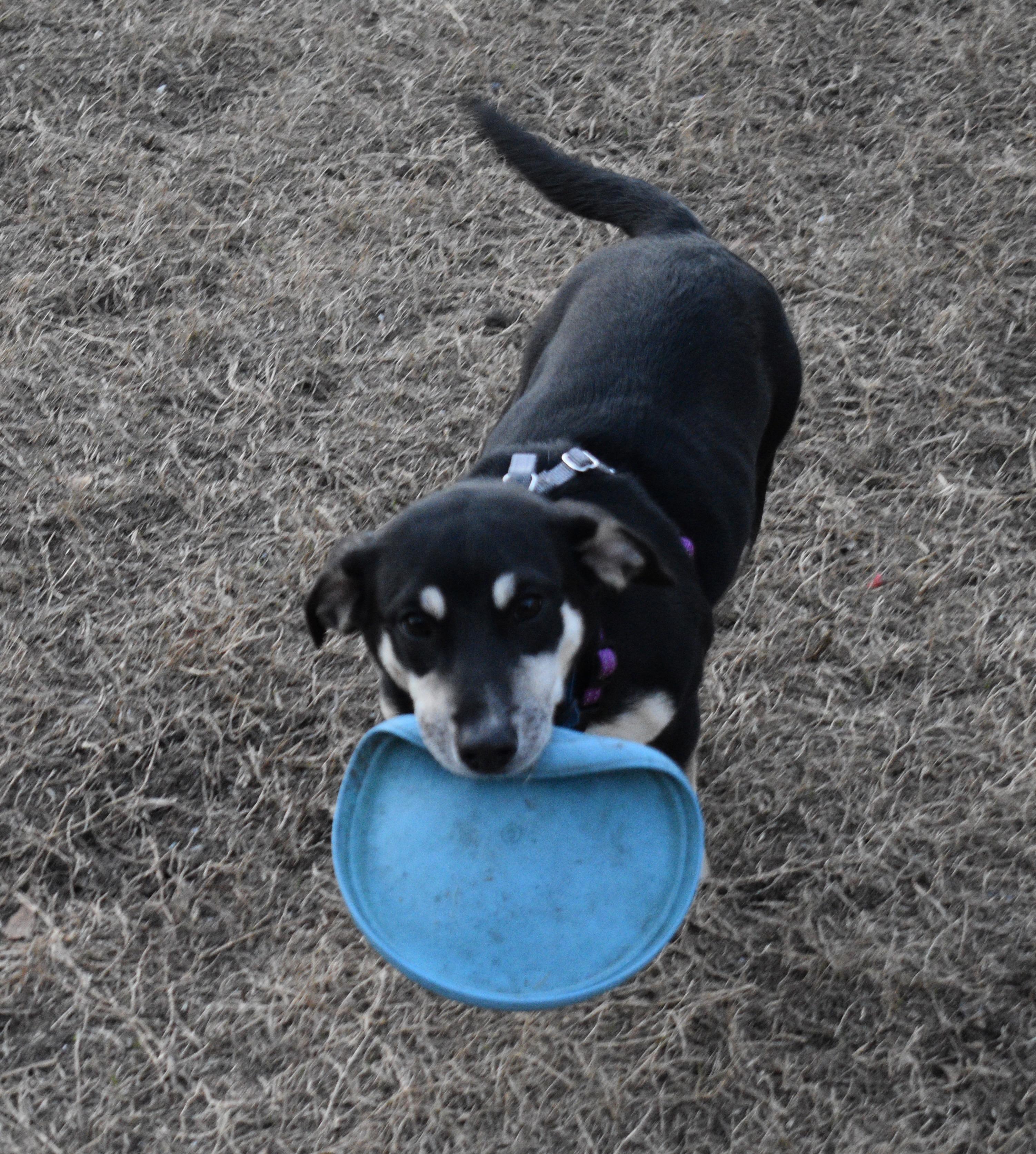 Enlarge HERA, a ADOPTABLE mixed breed in Edisto Island, SC image 5/5