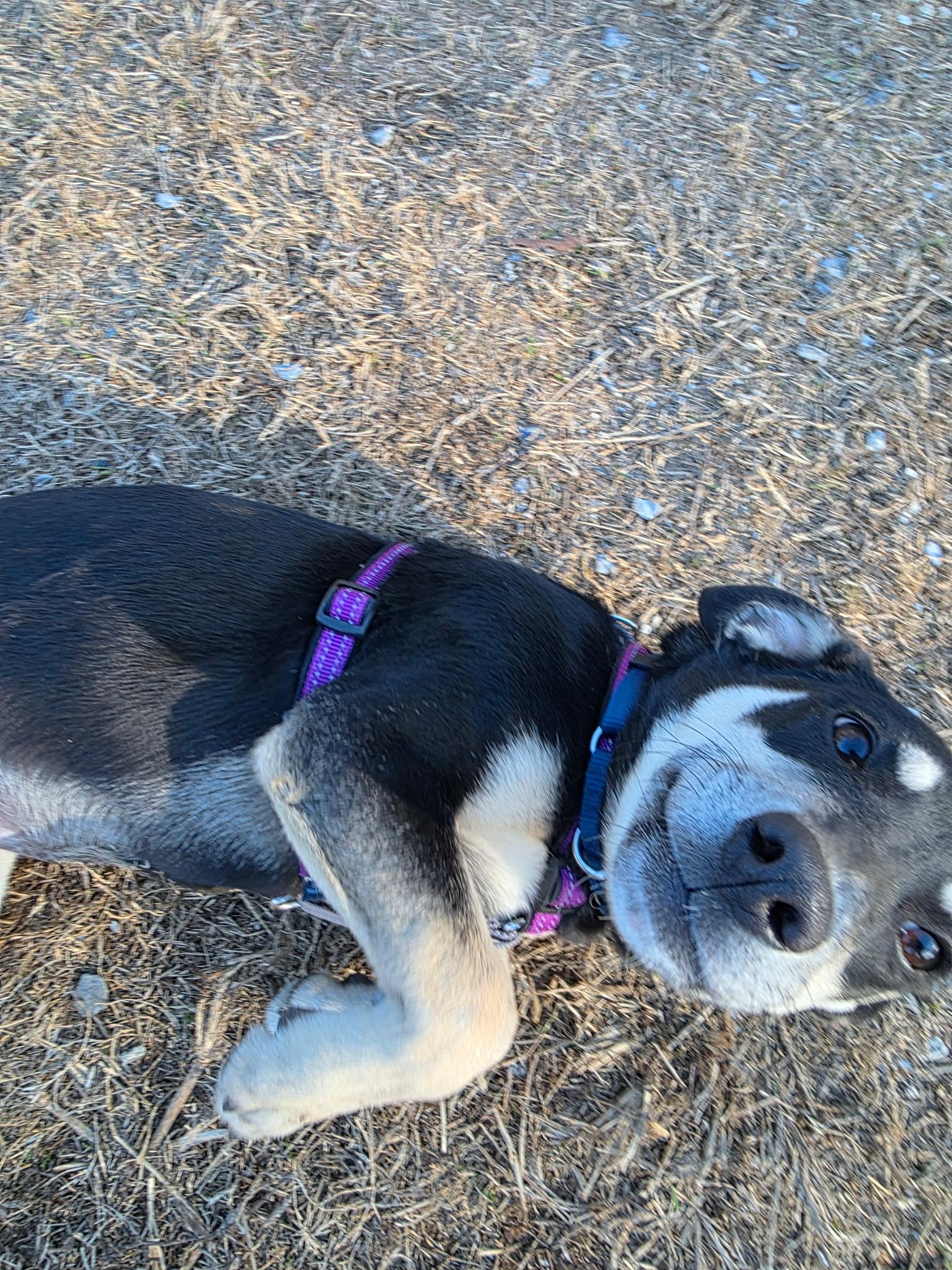 Enlarge HERA, a ADOPTABLE mixed breed in Edisto Island, SC image 3/5