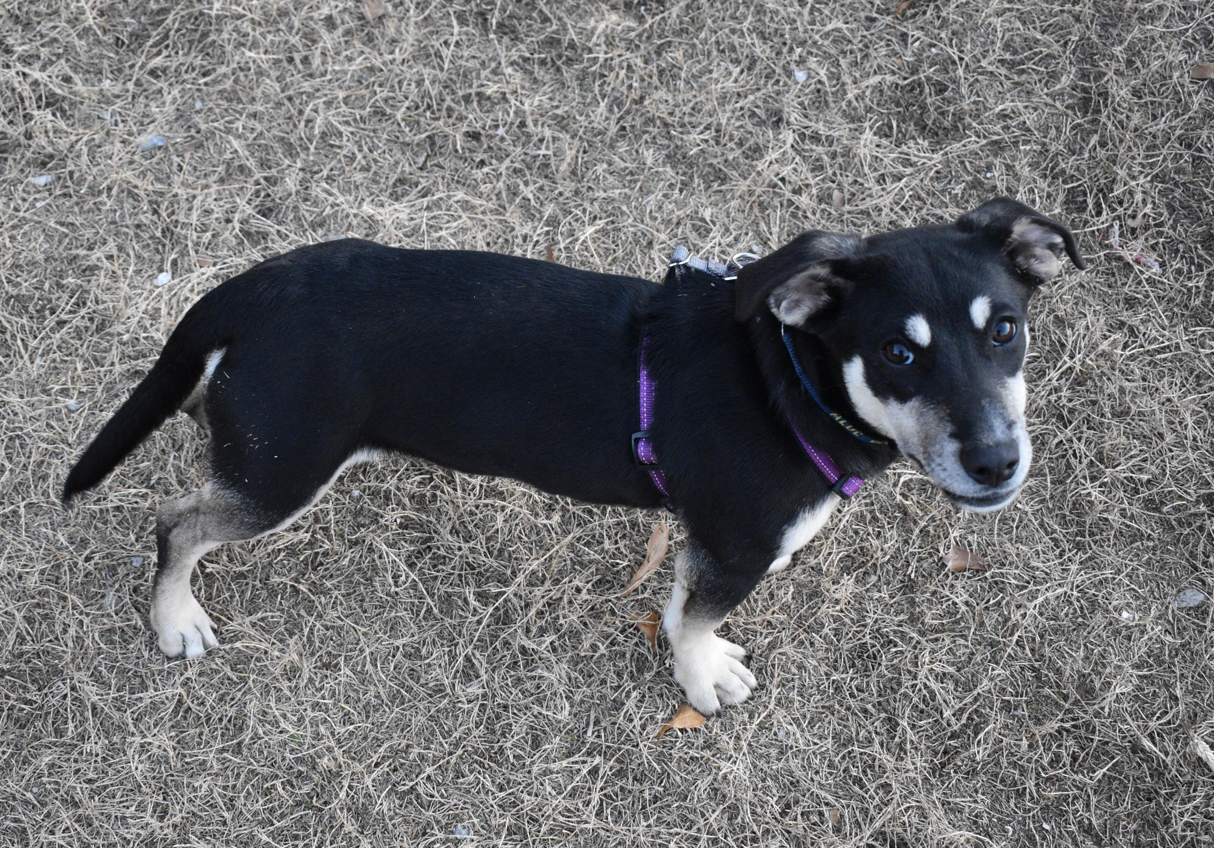 Enlarge HERA, a ADOPTABLE mixed breed in Edisto Island, SC image 4/5