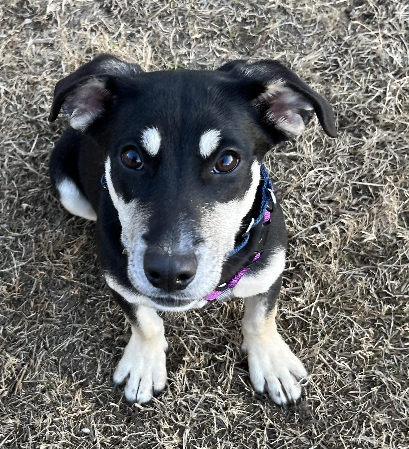 HERA, ADOPTABLE, Young Female Corgi & Hound.