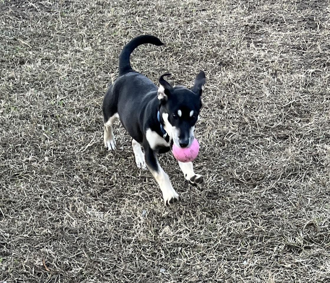 Enlarge HERA, a ADOPTABLE mixed breed in Edisto Island, SC image 2/5