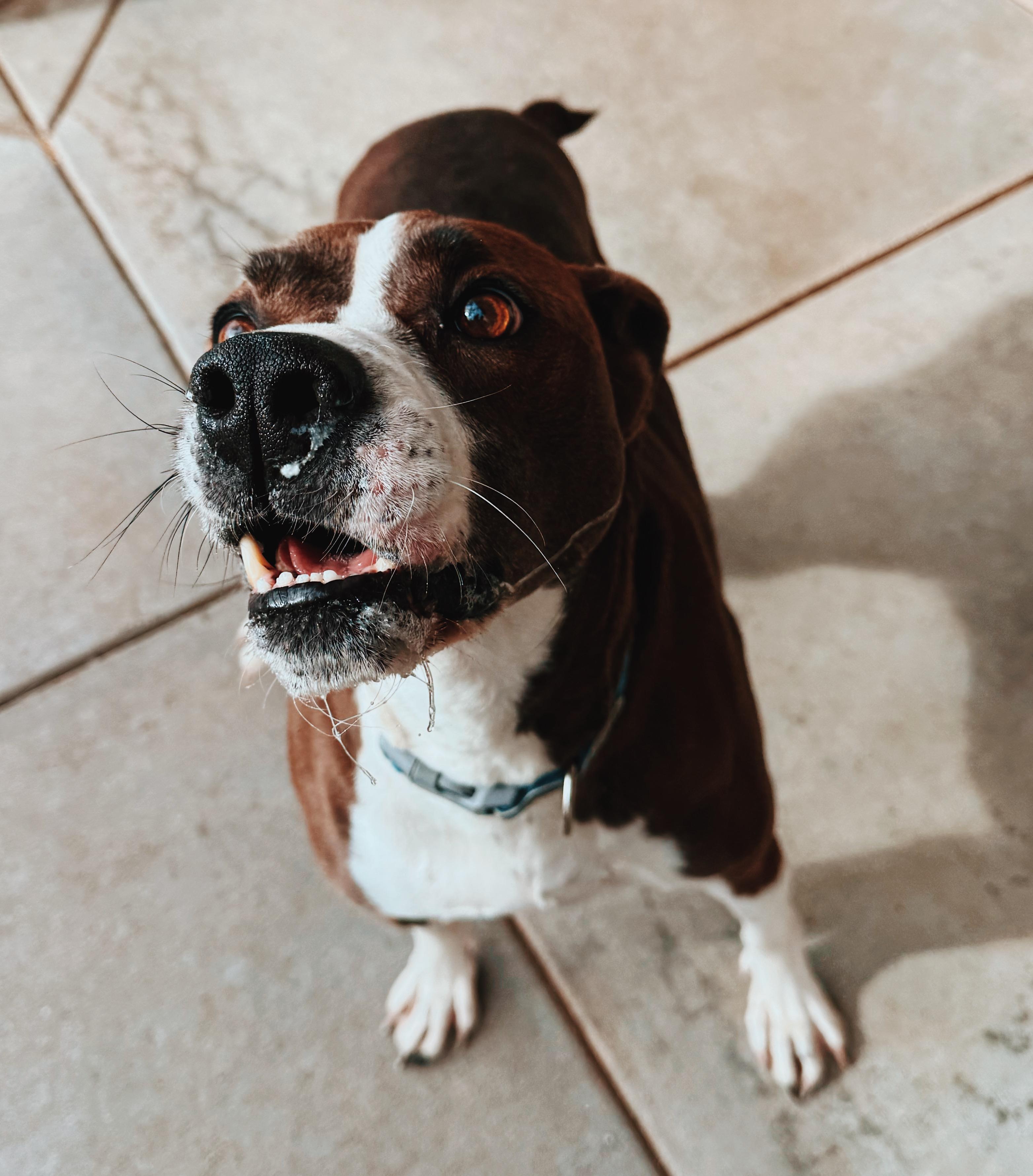 Enlarge Waylon, a ADOPTABLE mixed breed in Hays, KS image 2/6