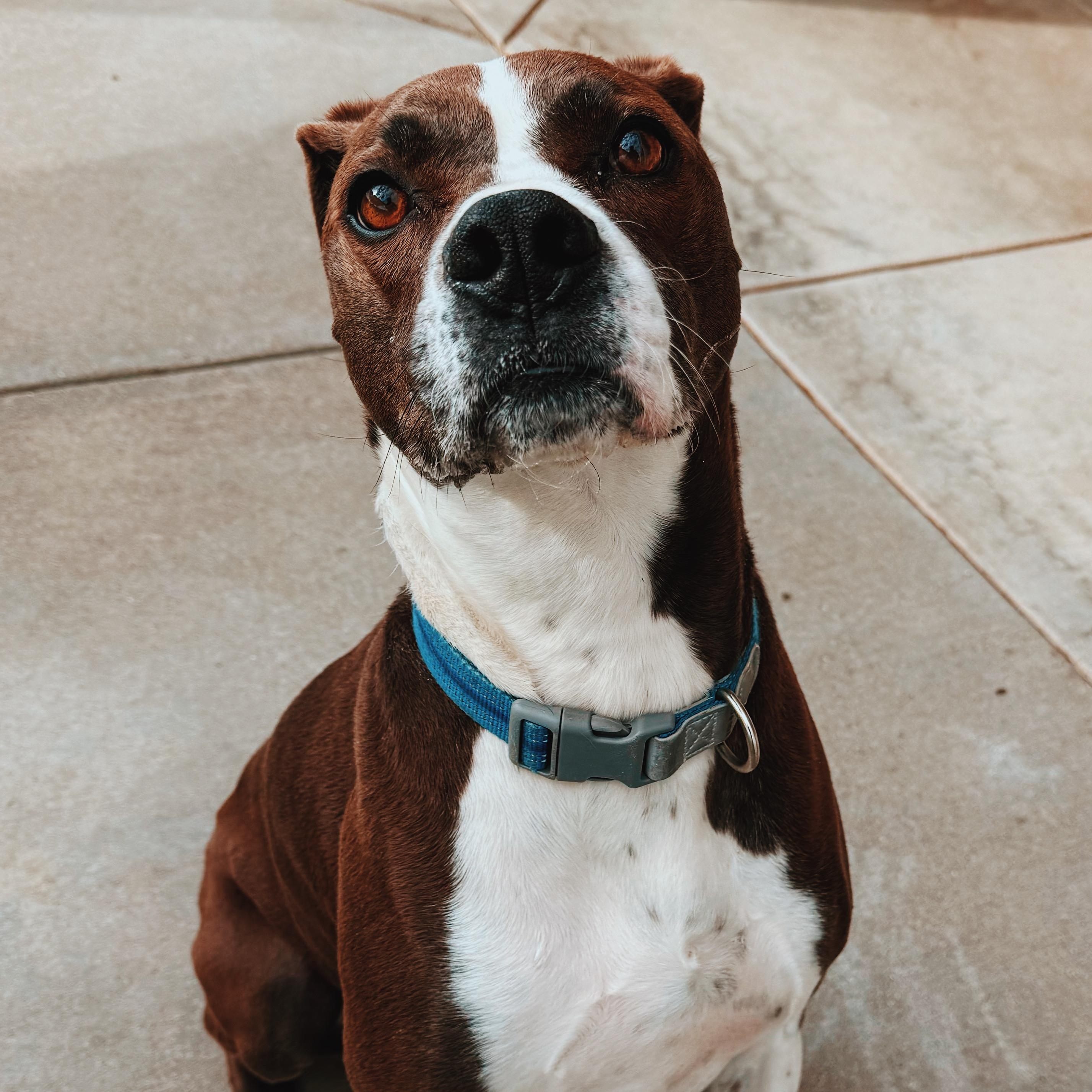 Enlarge Waylon, a ADOPTABLE mixed breed in Hays, KS image 1/6
