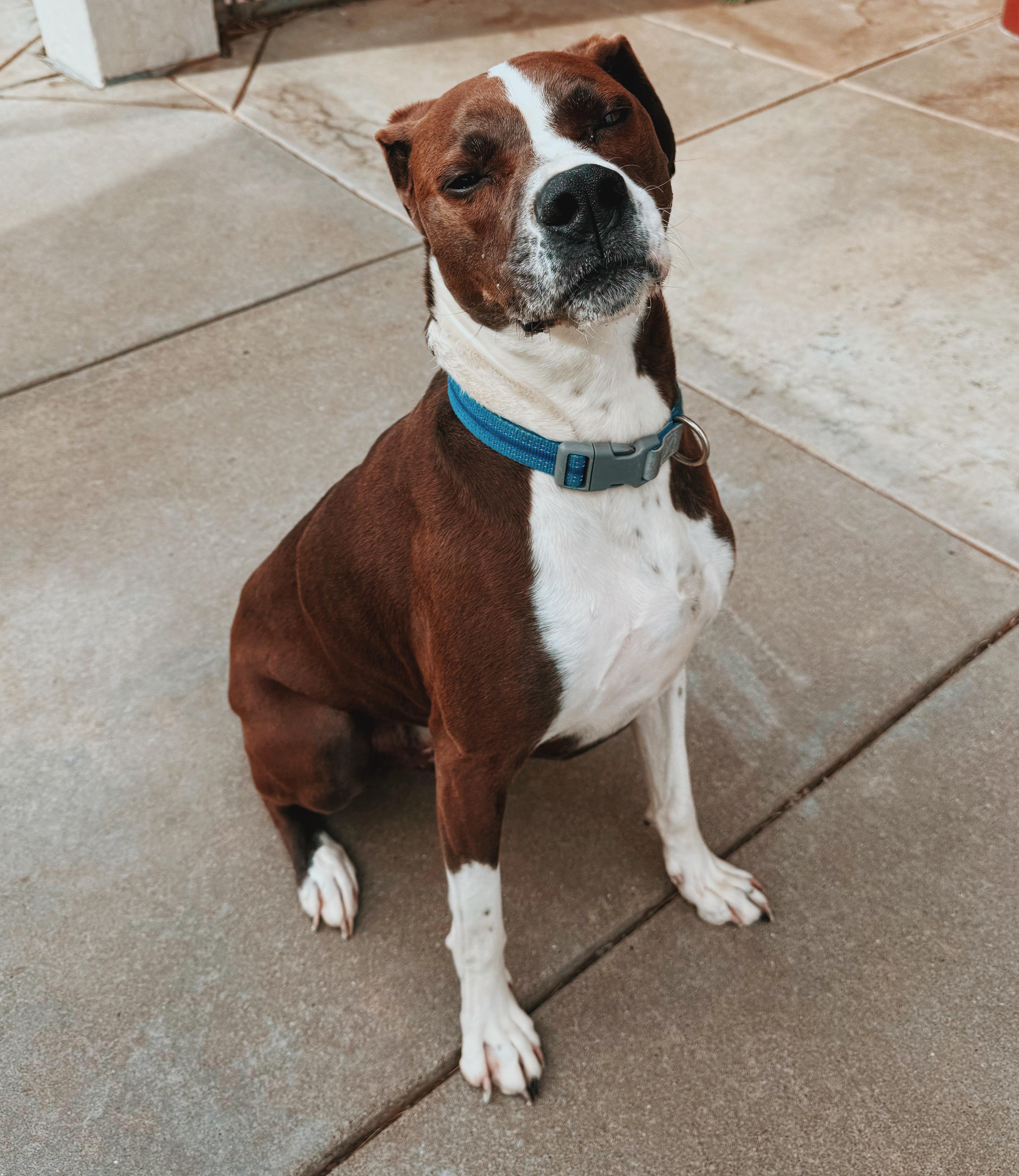 Enlarge Waylon, a ADOPTABLE mixed breed in Hays, KS image 3/6