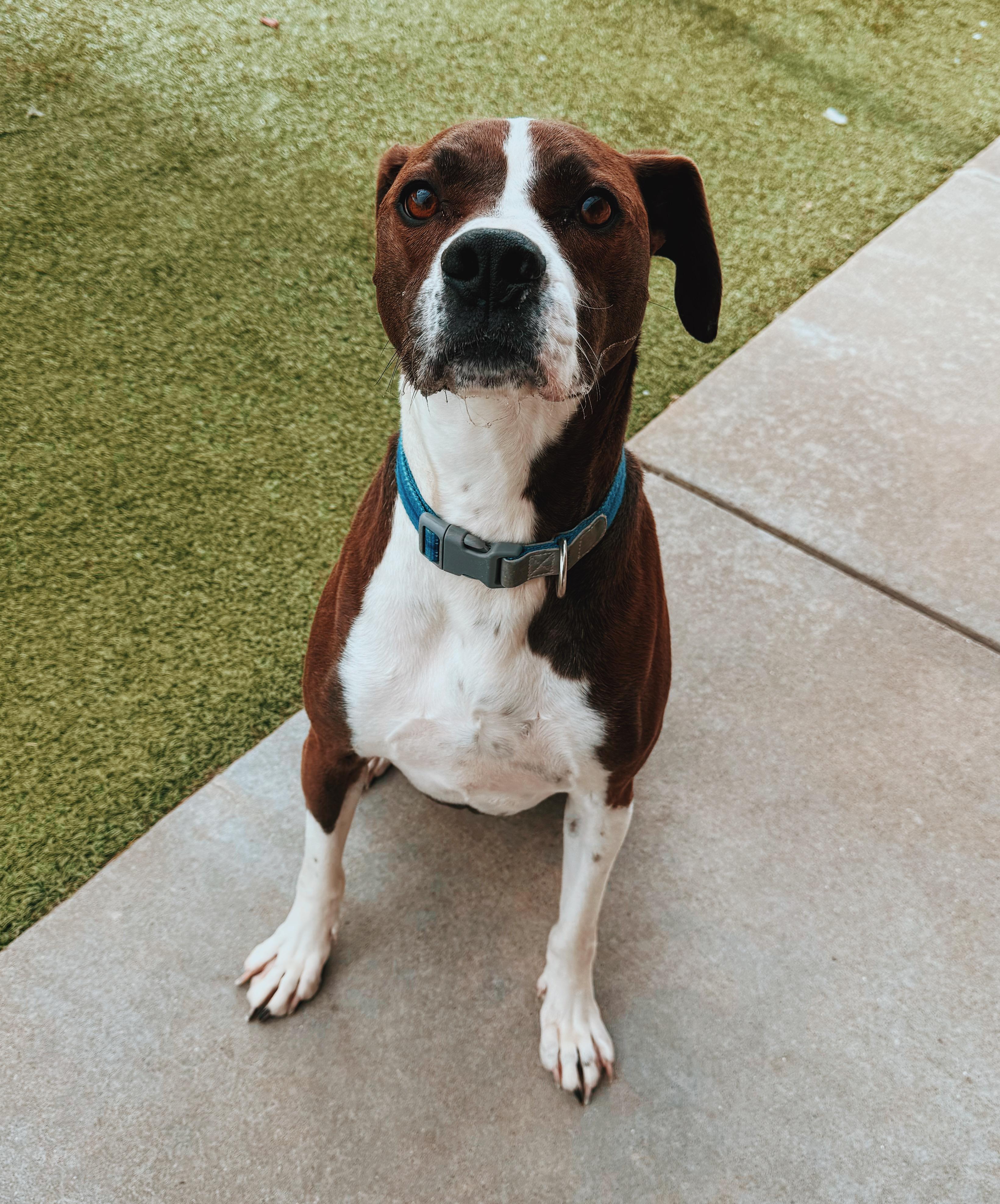 Enlarge Waylon, a ADOPTABLE mixed breed in Hays, KS image 6/6
