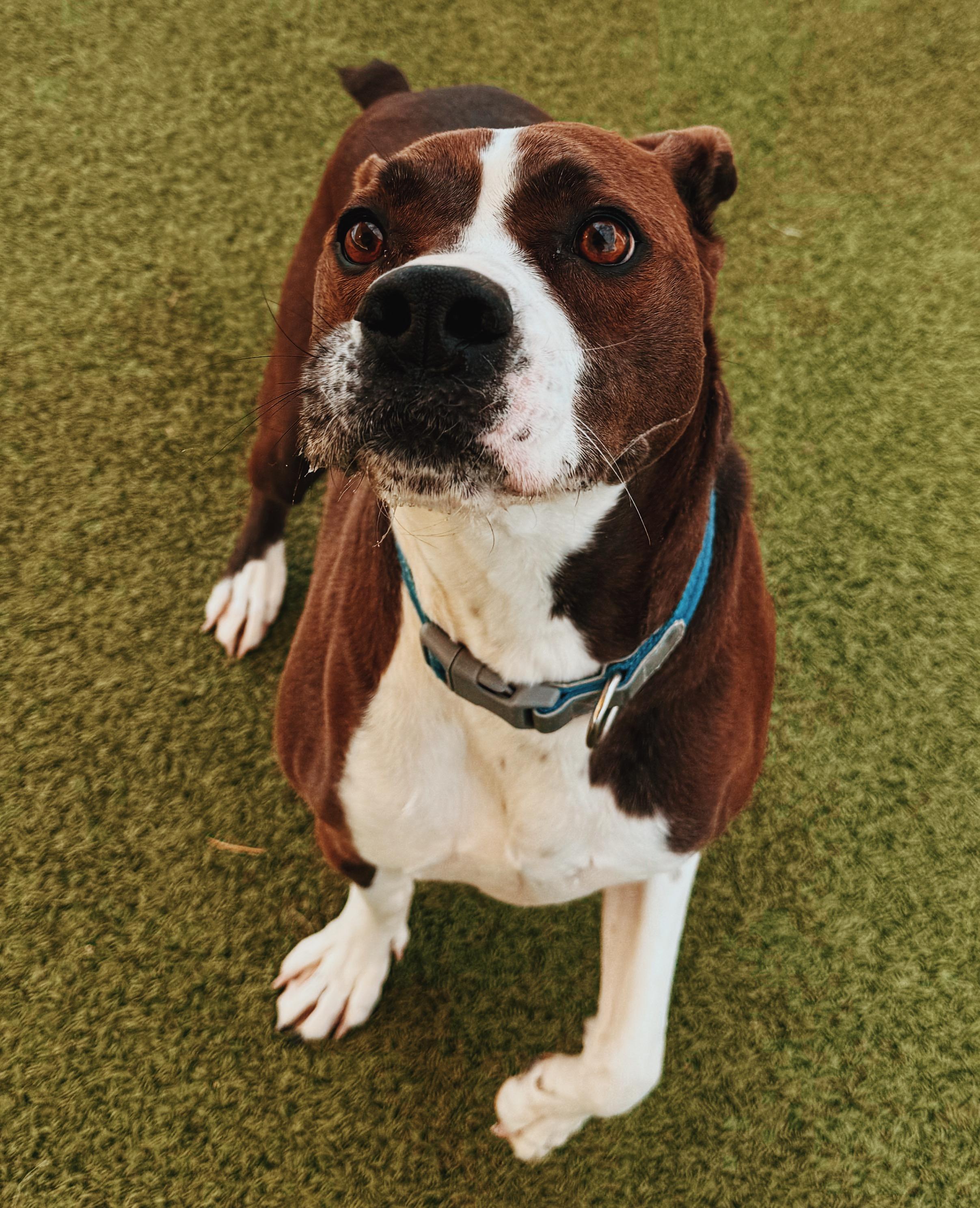 Enlarge Waylon, a ADOPTABLE mixed breed in Hays, KS image 4/6