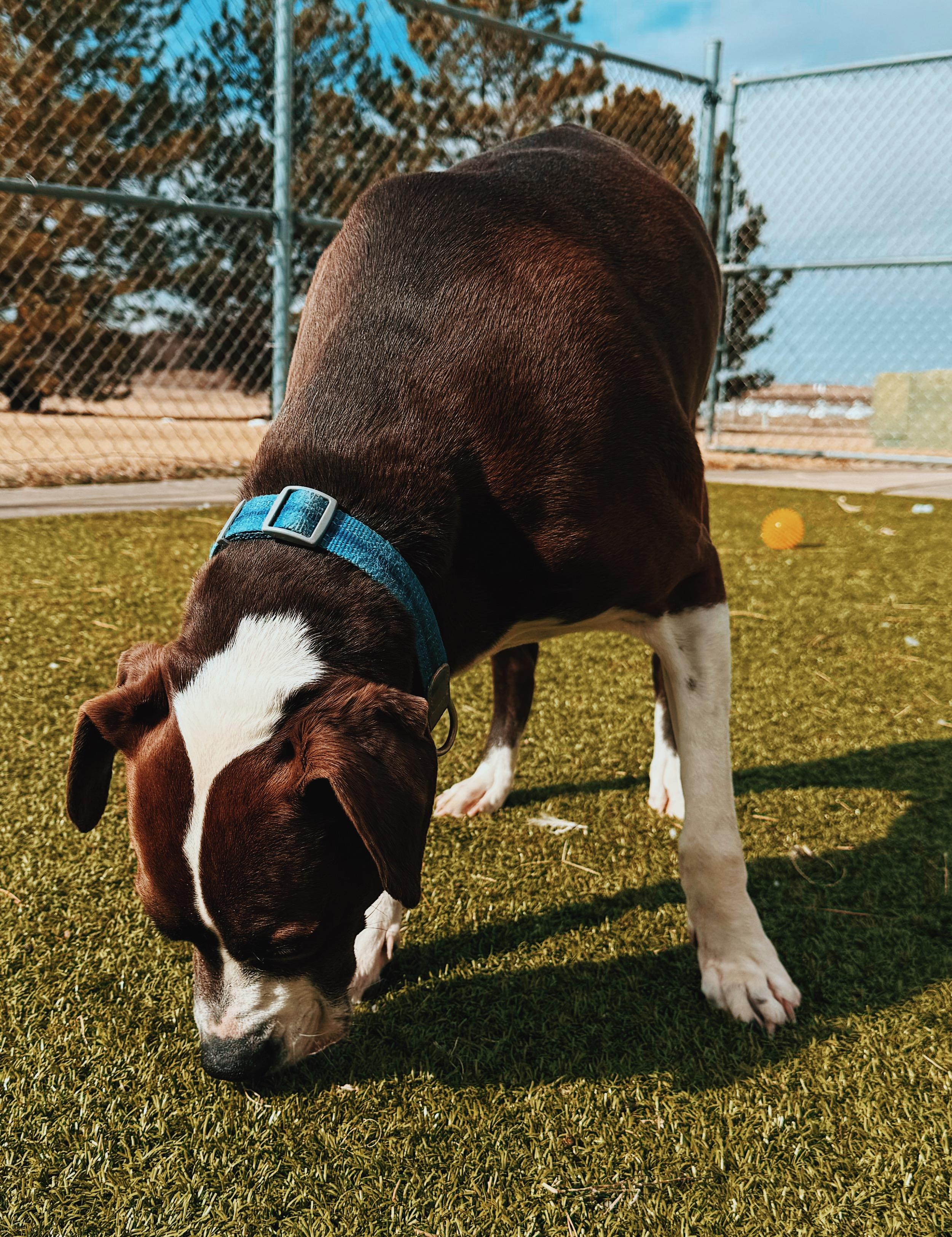 Enlarge Waylon, a ADOPTABLE mixed breed in Hays, KS image 5/6