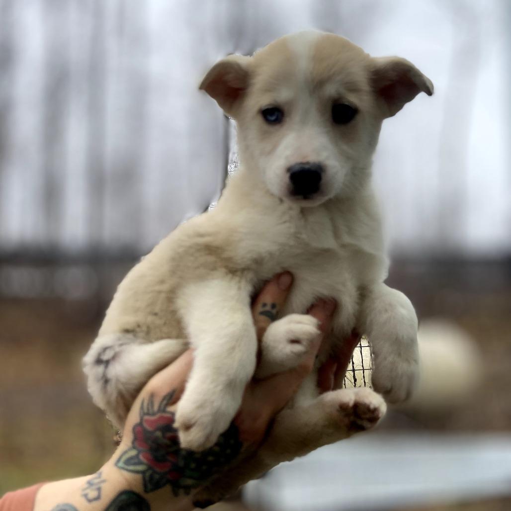 Enlarge Thumbprint, a Adoptable mixed breed in Southington, OH image 1/1