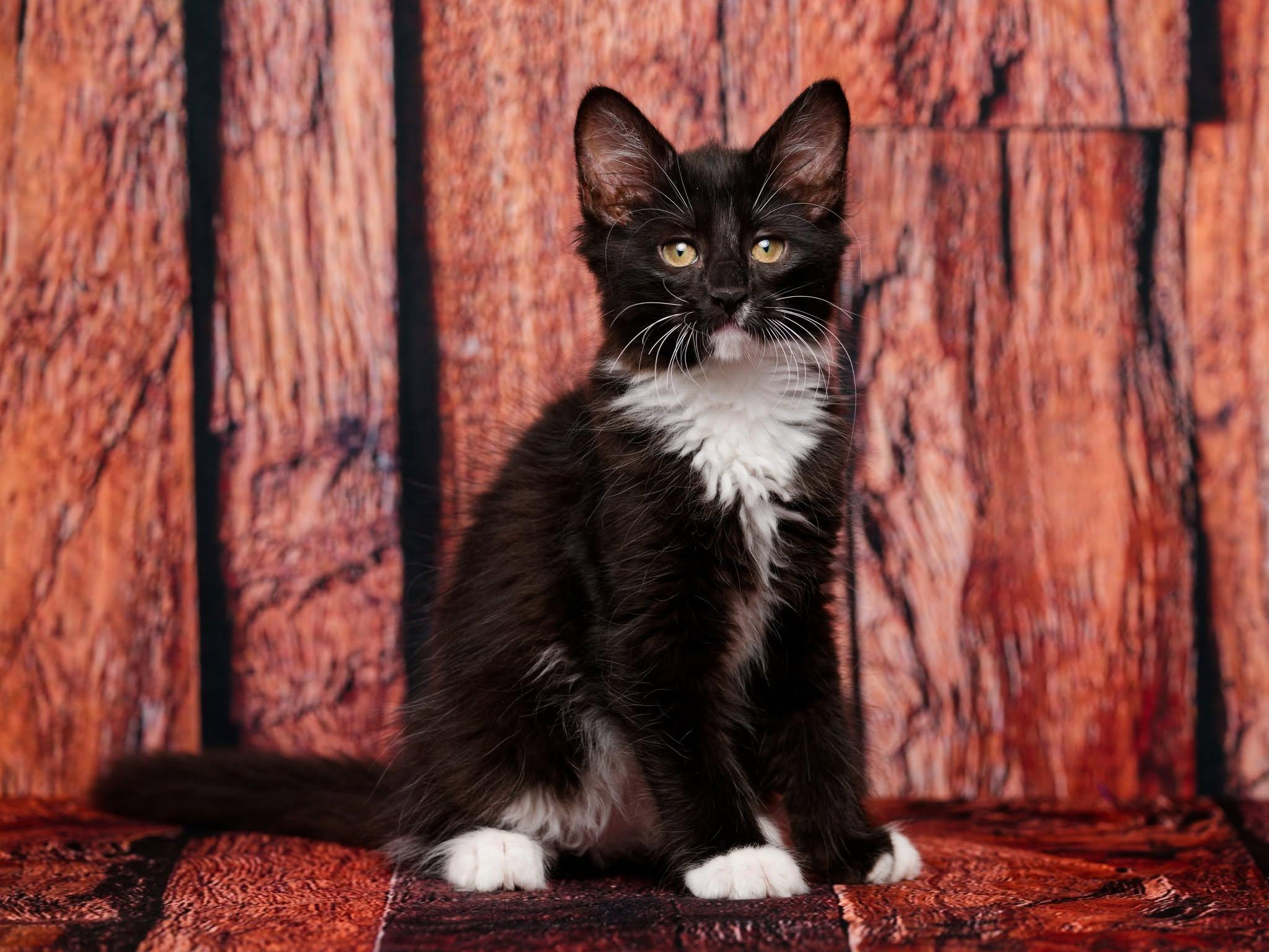 Enlarge Templeton & Thumper, a Adoptable mixed breed in Rocklin, CA image 2/6