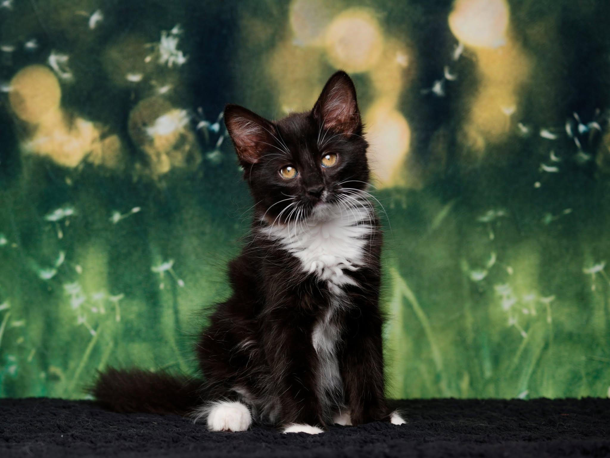 Enlarge Templeton & Thumper, a Adoptable mixed breed in Rocklin, CA image 1/6
