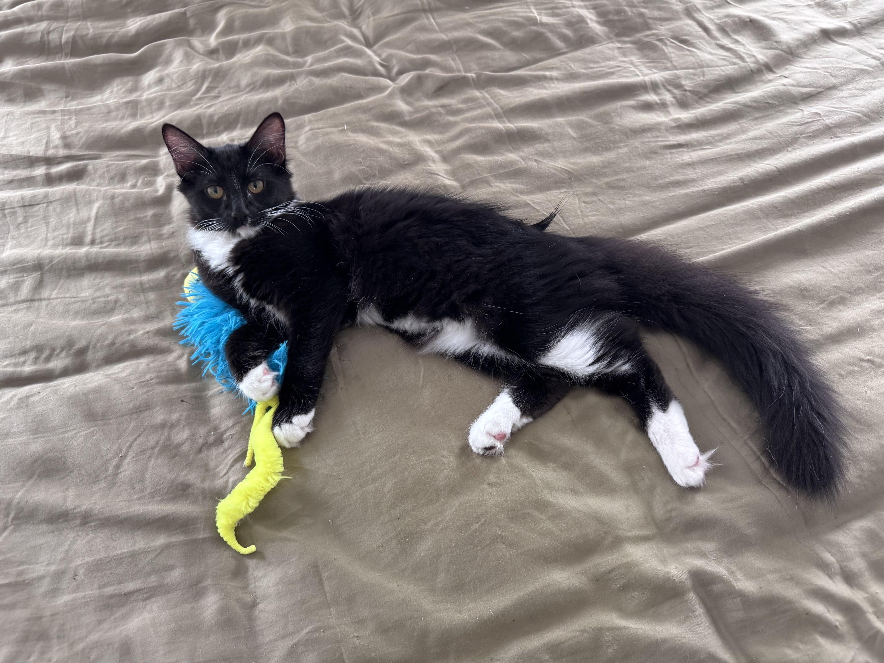 Enlarge Templeton & Thumper, a Adoptable mixed breed in Rocklin, CA image 5/6