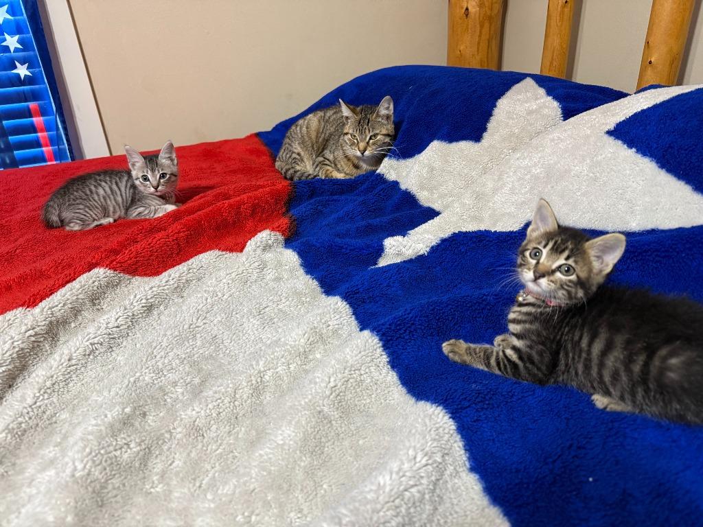 Enlarge Willow, a Adoptable Tabby in Nacogdoches, TX image 1/6