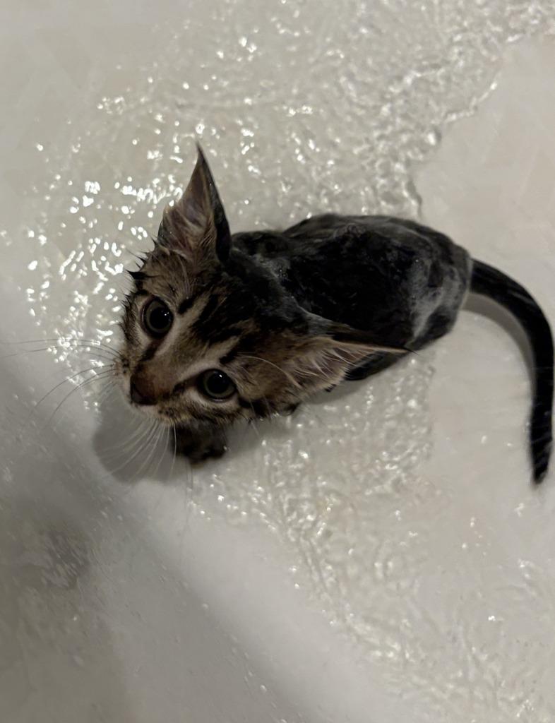 Enlarge Willow, a Adoptable Tabby in Nacogdoches, TX image 2/6