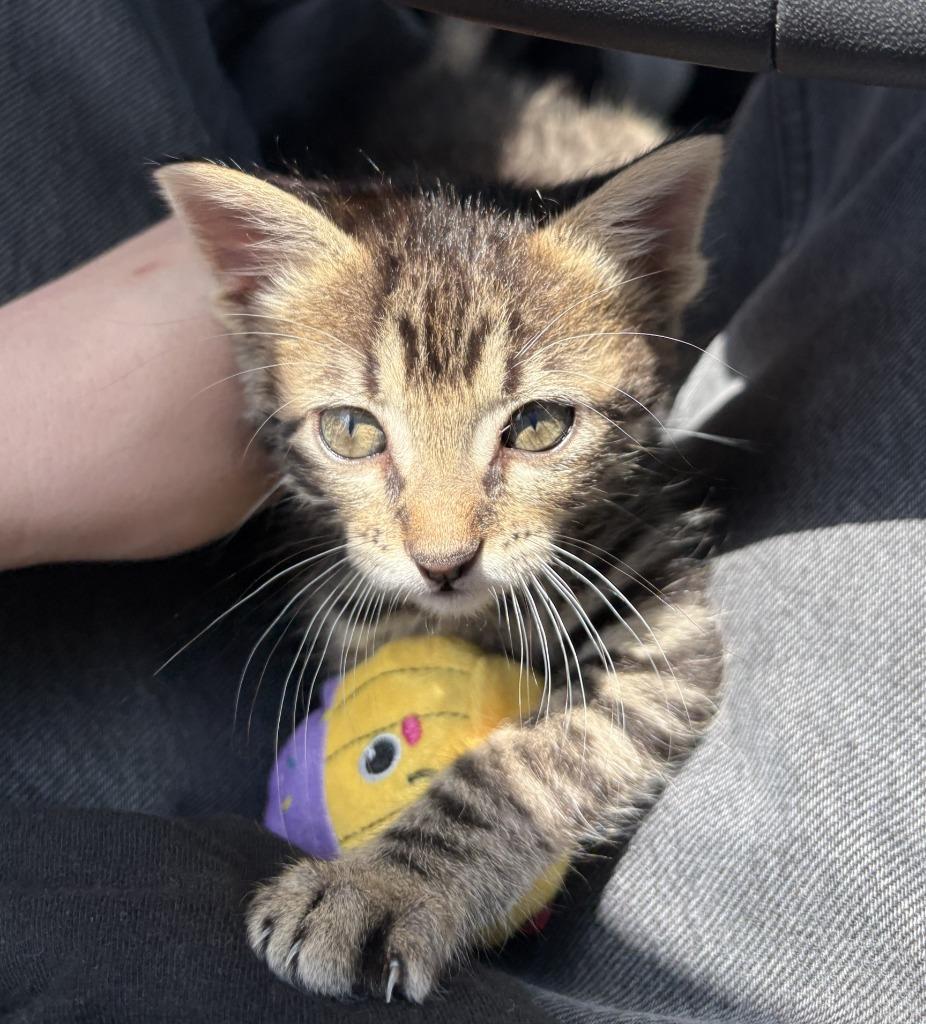 Enlarge Willow, a Adoptable Tabby in Nacogdoches, TX image 3/6