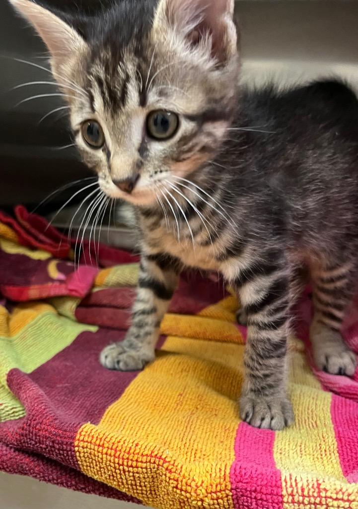 Enlarge Willow, a Adoptable Tabby in Nacogdoches, TX image 4/6