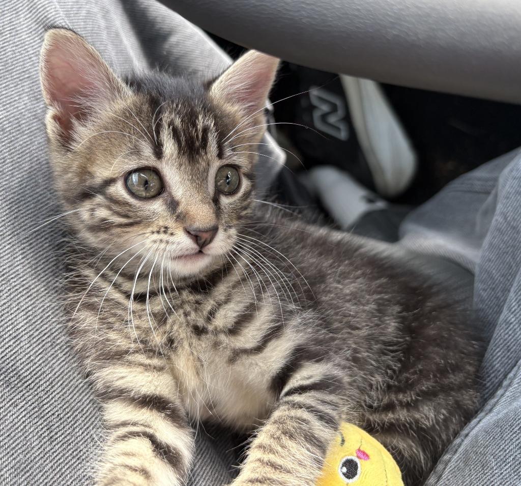Enlarge Willow, a Adoptable Tabby in Nacogdoches, TX image 5/6