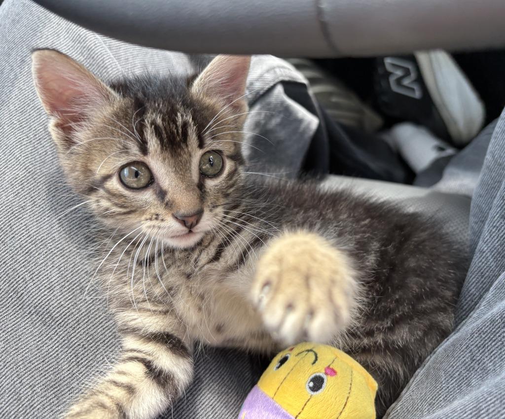 Enlarge Willow, a Adoptable Tabby in Nacogdoches, TX image 6/6
