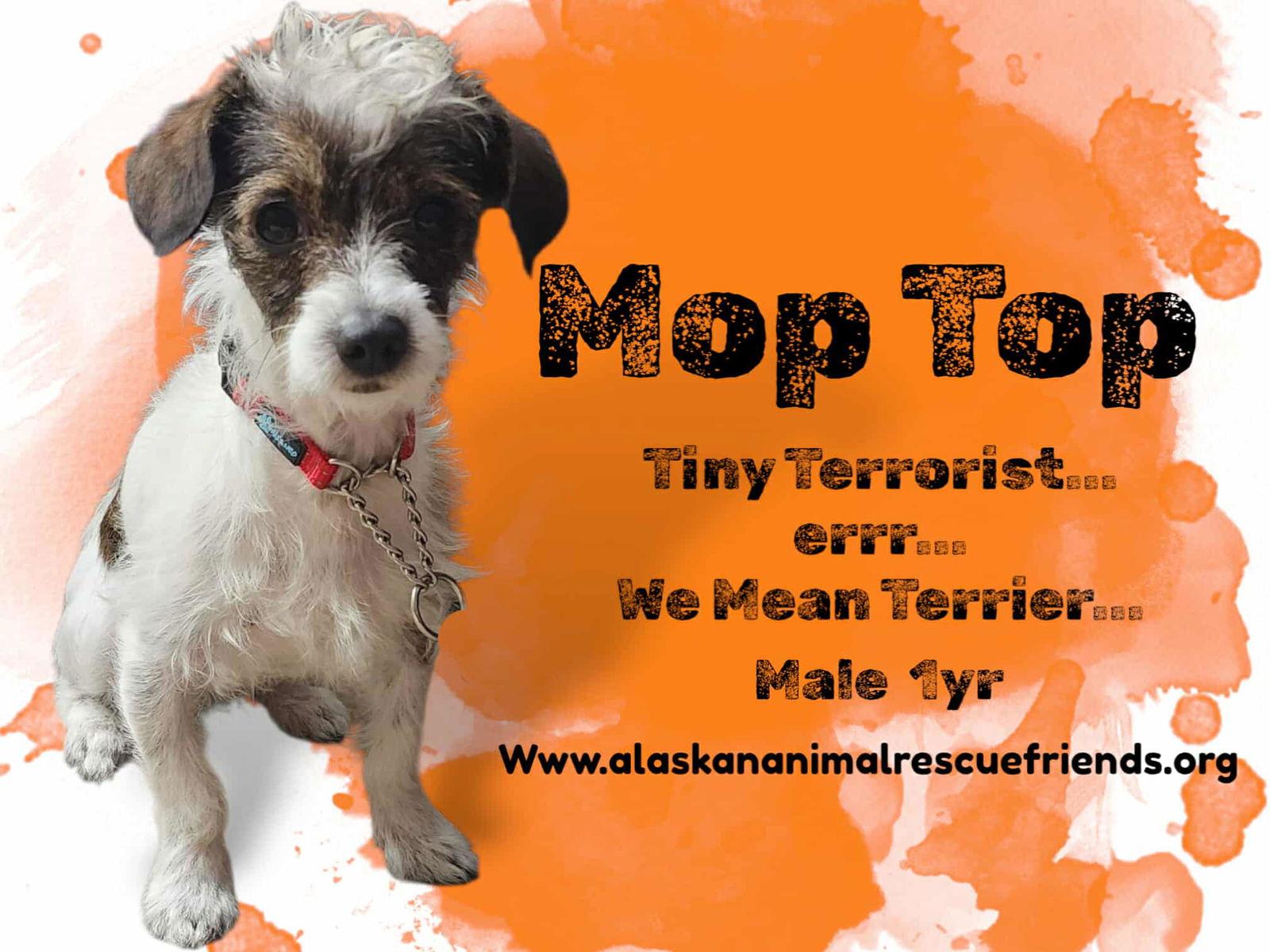 Enlarge MopTop, a Adoptable Terrier in Anchorage, AK image 1/1