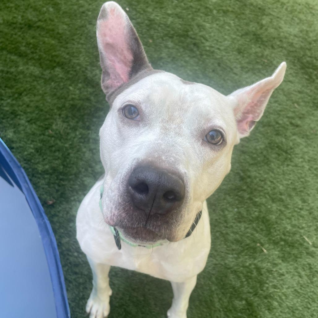 Walter Wheat, Adoptable, Adult Female Mixed Breed.