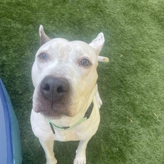 Walter Wheat, a Adoptable Mixed Breed in Davenport, IA image 2/6