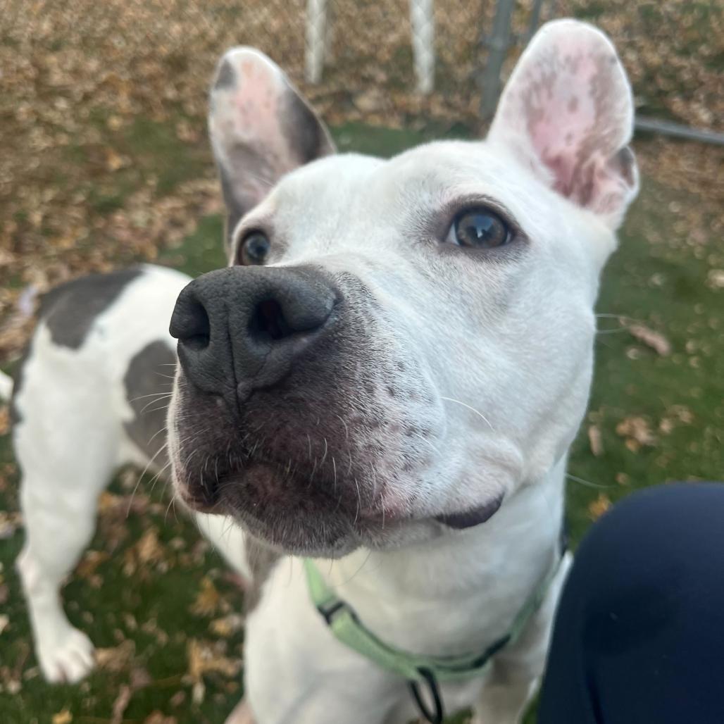 Walter Wheat, a Adoptable Mixed Breed in Davenport, IA image 3/6