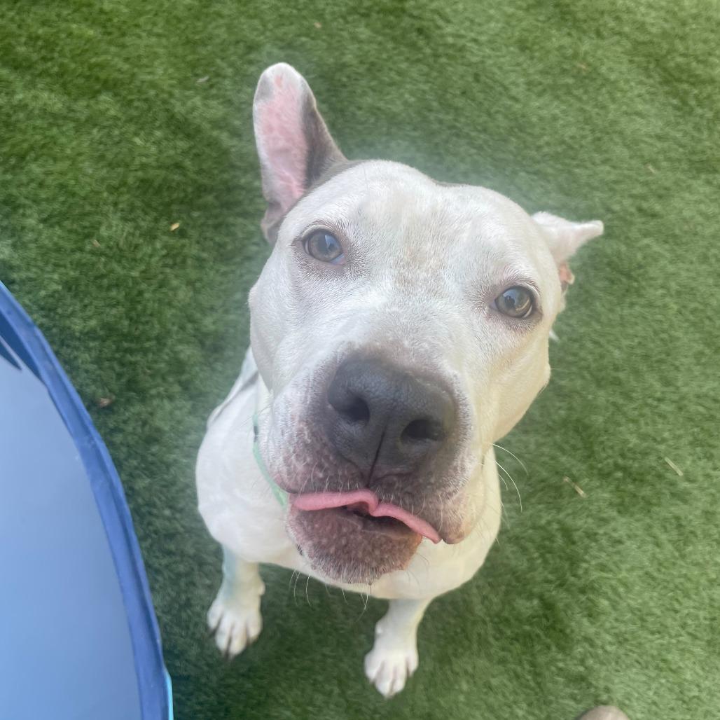 Walter Wheat, a Adoptable Mixed Breed in Davenport, IA image 4/6