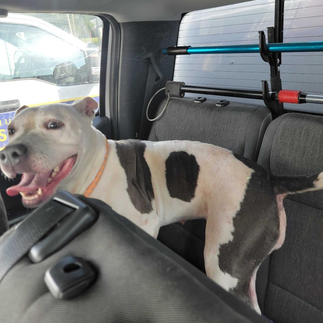 Walter Wheat, a Adoptable Mixed Breed in Davenport, IA image 5/6