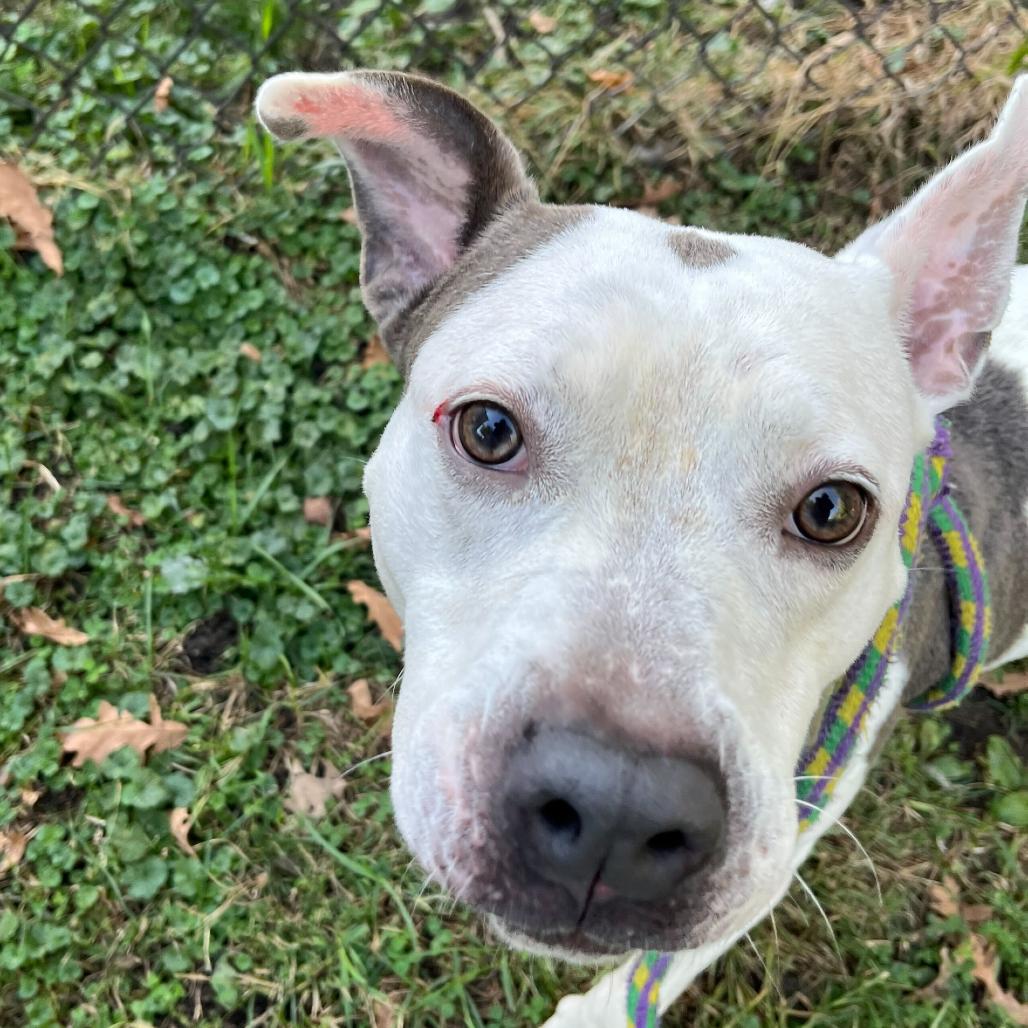 Walter Wheat, a Adoptable Mixed Breed in Davenport, IA image 6/6