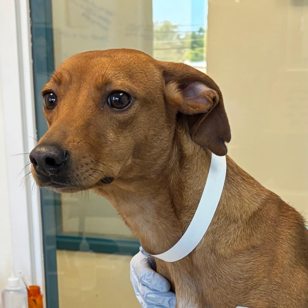 Elsie, Adoptable, Young Female Feist & Whippet.