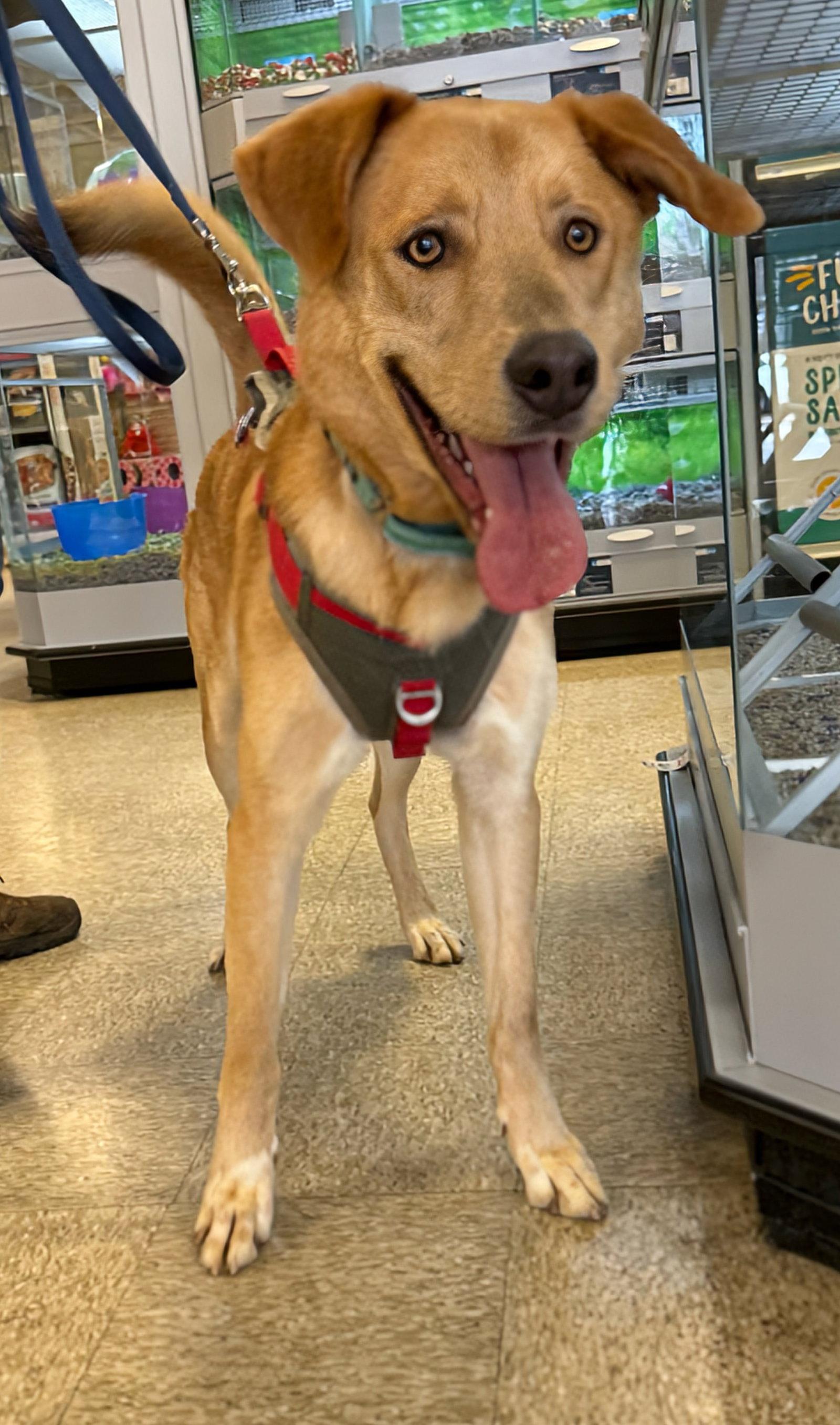 George: Not at shelter (Ron), Adoptable, Adult Male Yellow Labrador Retriever & Shepherd.