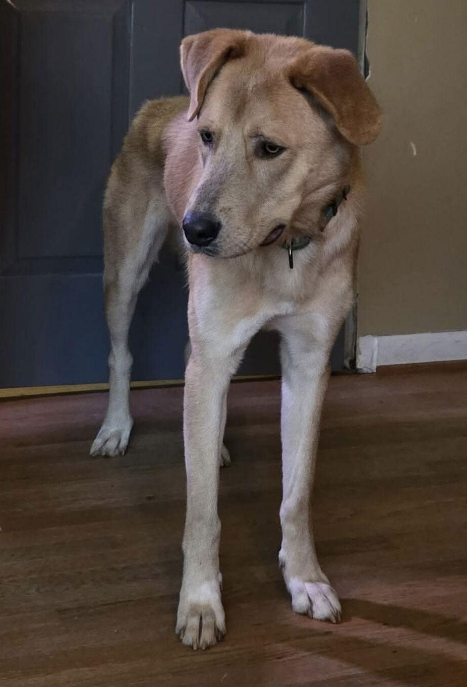 George: Not at shelter (Ron), Adoptable, Adult Male Yellow Labrador Retriever & Shepherd.