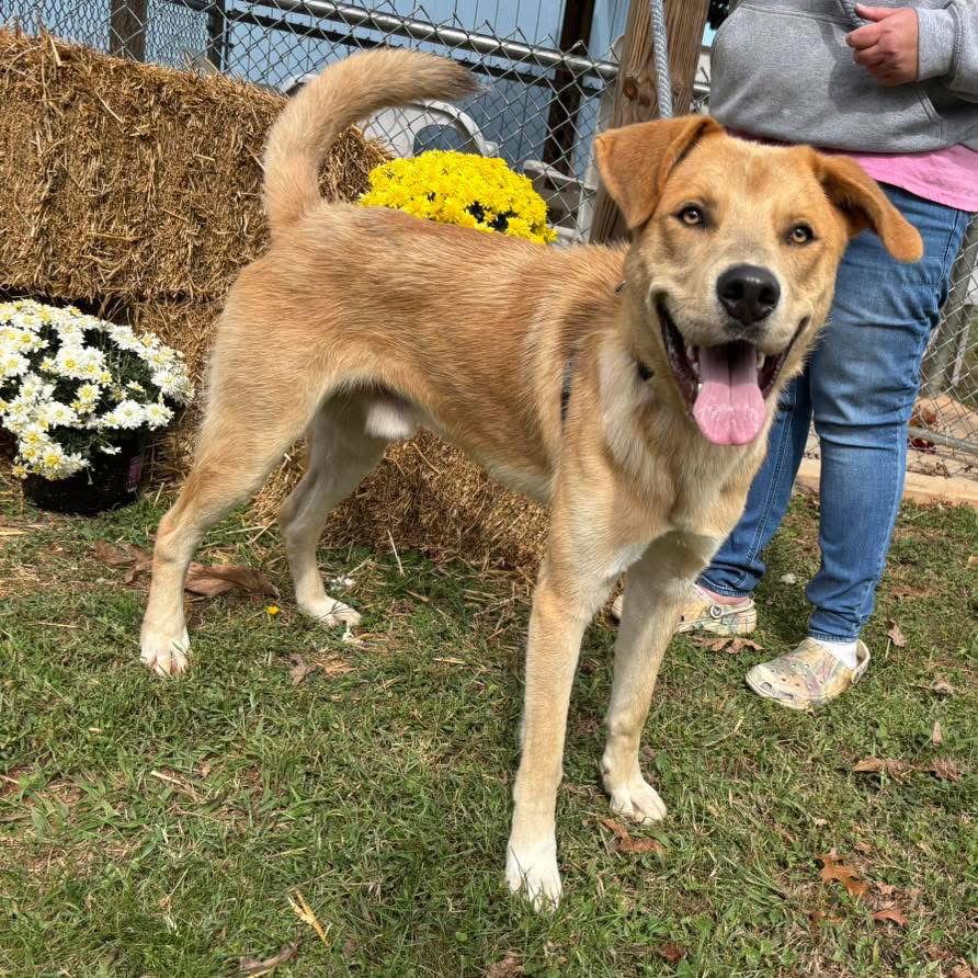 Enlarge George: Not at shelter (Ron), a Adoptable mixed breed in Rustburg, VA image 2/3