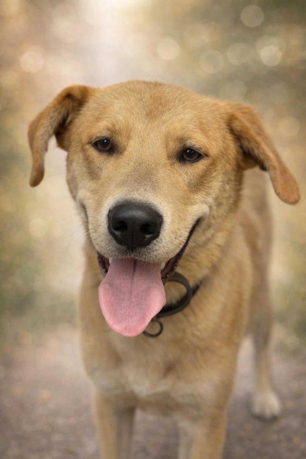 Enlarge George: Not at shelter (Ron), a Adoptable mixed breed in Rustburg, VA image 3/3