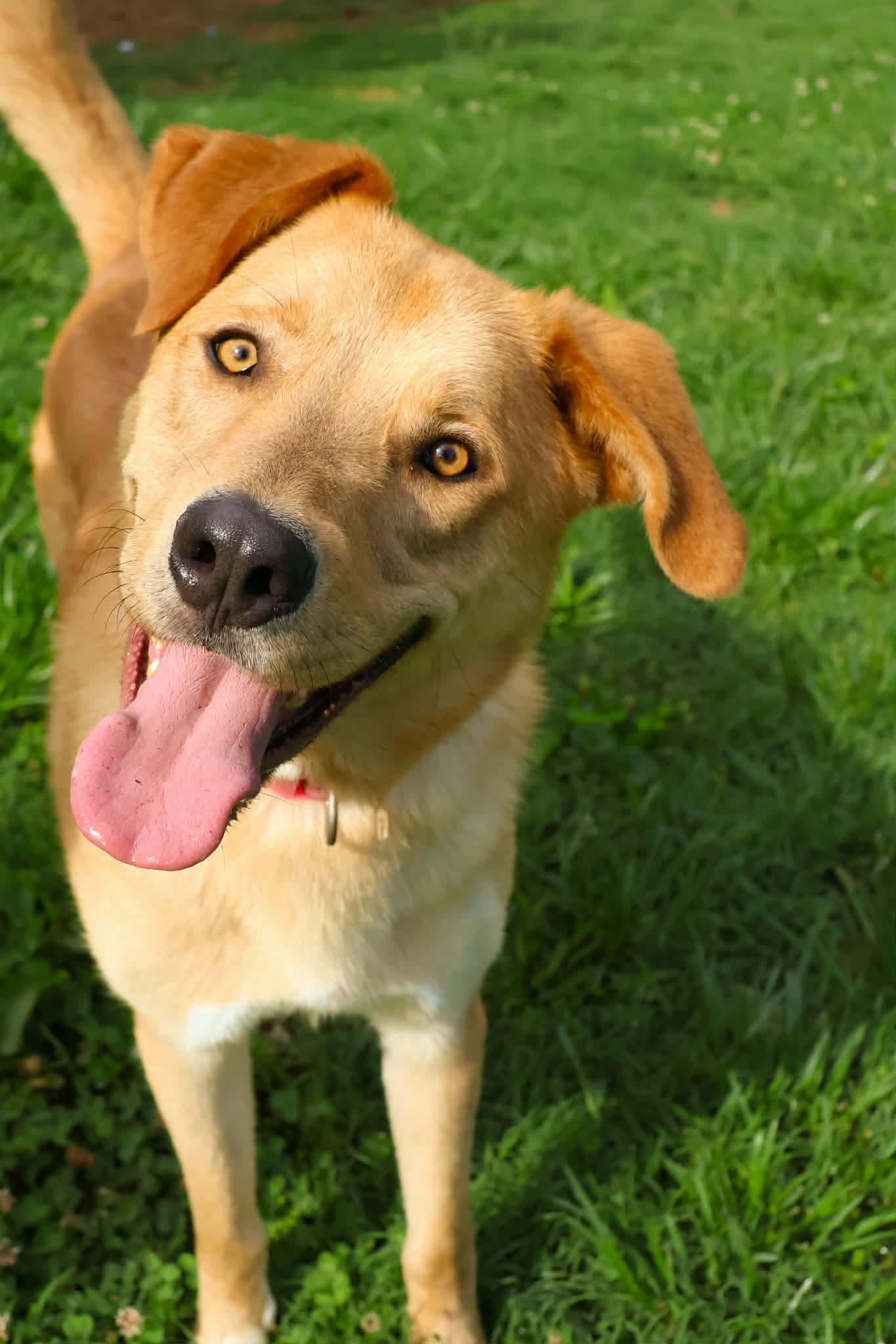 George: Not at shelter (Ron), a Adoptable mixed breed in Rustburg, VA image 3/3