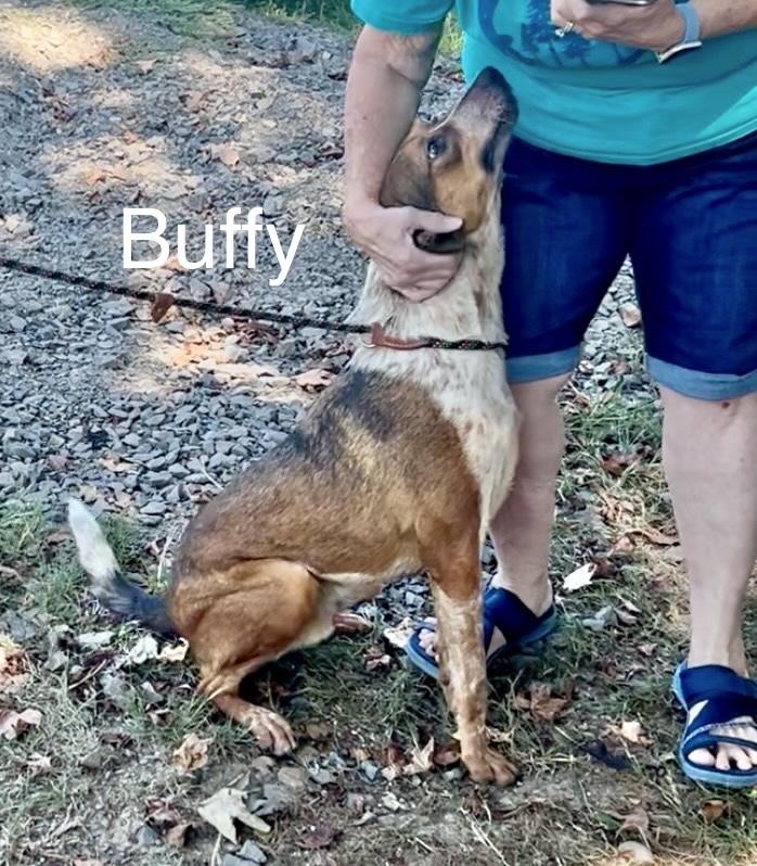 Enlarge Buffy, a Adoptable Australian Cattle Dog / Blue Heeler in Manchester, CT image 1/2