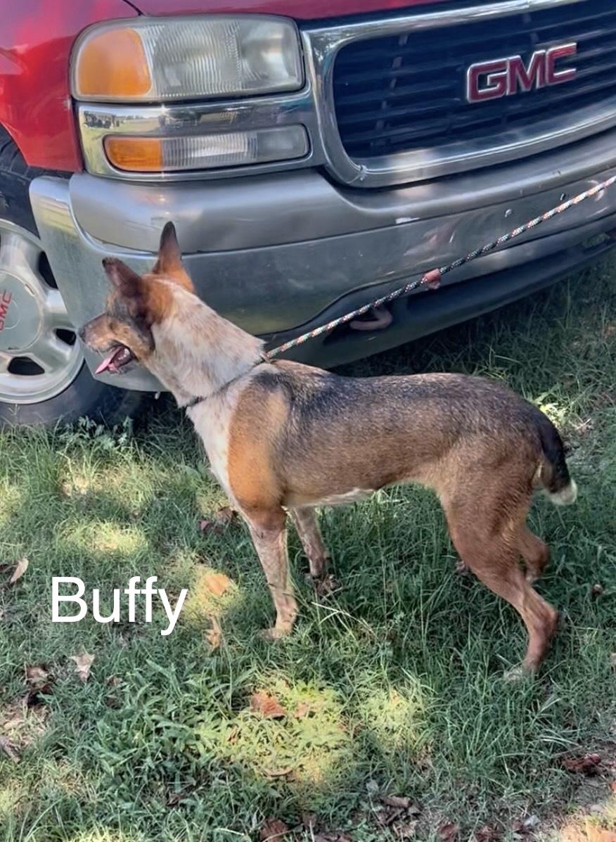 Enlarge Buffy, a Adoptable Australian Cattle Dog / Blue Heeler in Manchester, CT image 2/2