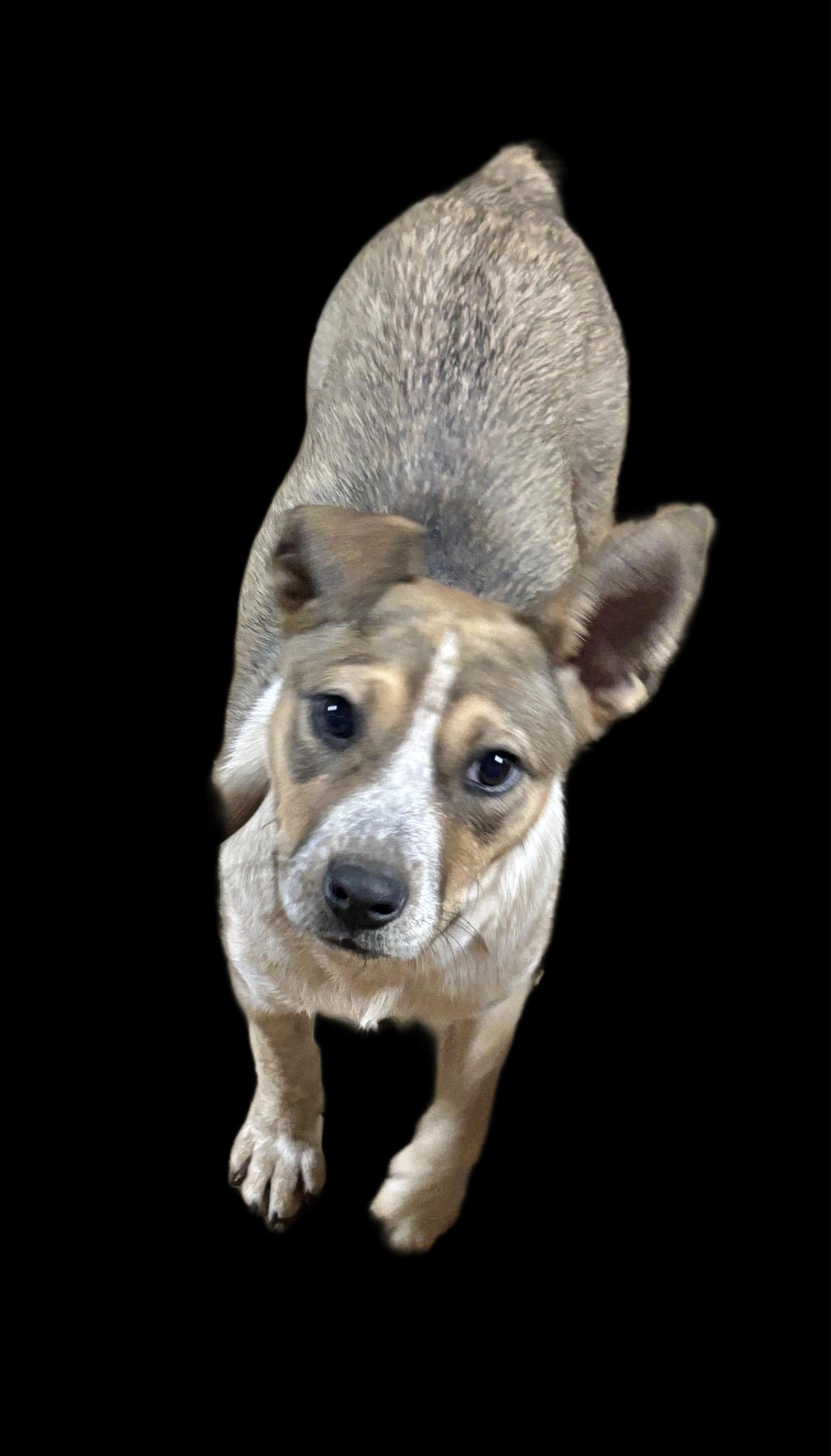 Enlarge Buffy, a Adoptable Australian Cattle Dog / Blue Heeler in Manchester, CT image 1/2