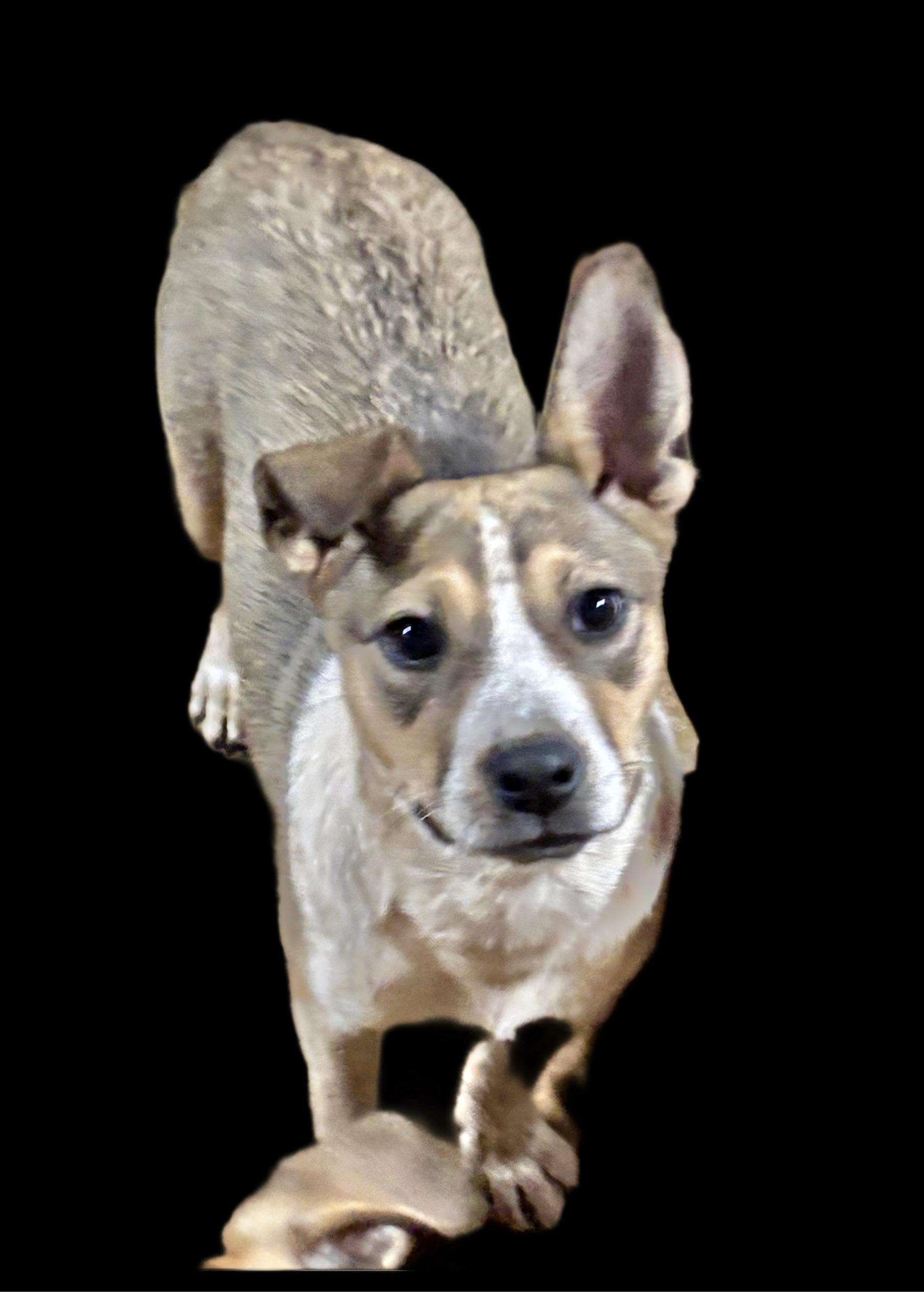 Enlarge Buffy, a Adoptable Australian Cattle Dog / Blue Heeler in Manchester, CT image 2/2