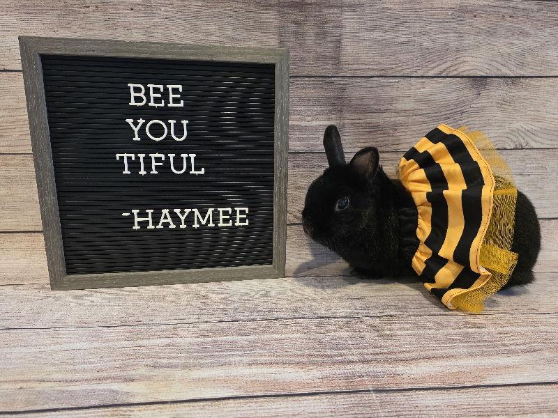 Haymee, a Adoptable Dwarf in Columbus, OH image 1/3
