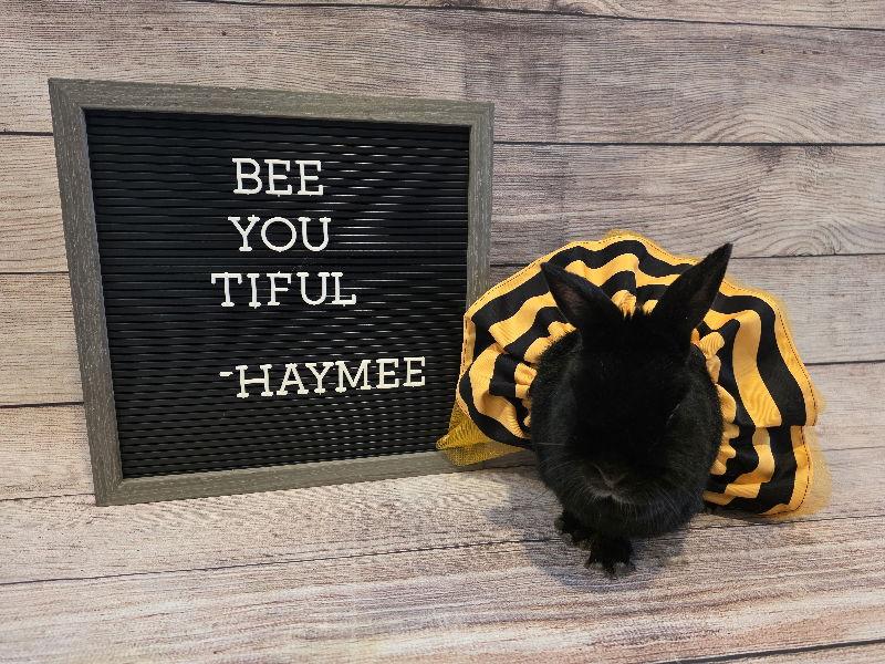 Haymee, a Adoptable Dwarf in Columbus, OH image 2/3