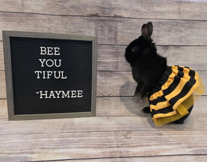 Haymee, a Adoptable Dwarf in Columbus, OH image 3/3