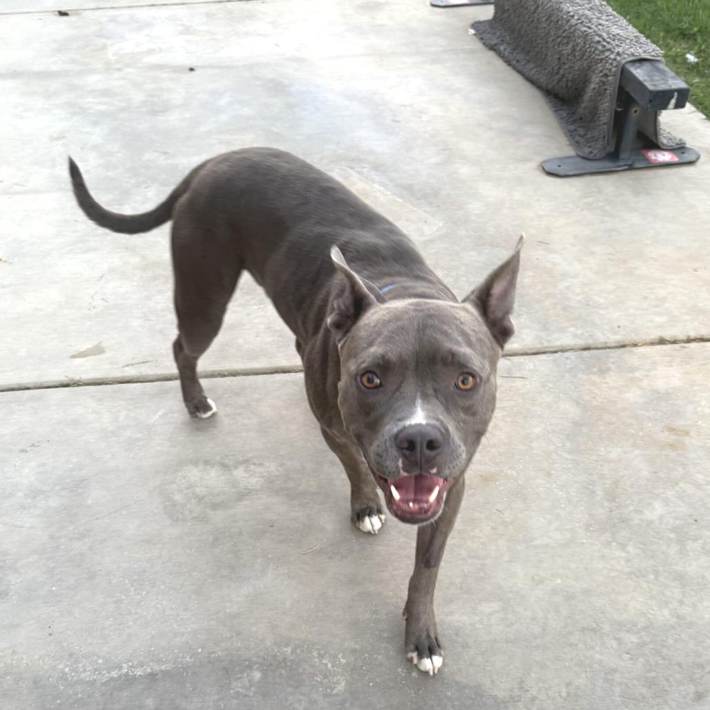 Archer, Adoptable, Adult Male Pit Bull Terrier.