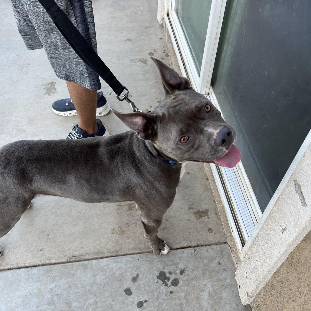 Archer, Adoptable, Adult Male Staffordshire Bull Terrier & Boxer.
