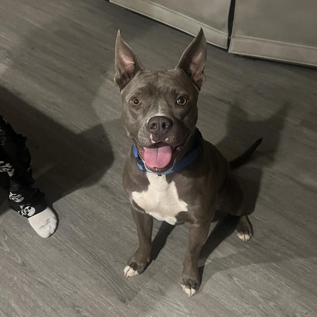 Enlarge Archer, a Adoptable mixed breed in Calimesa, CA image 2/6