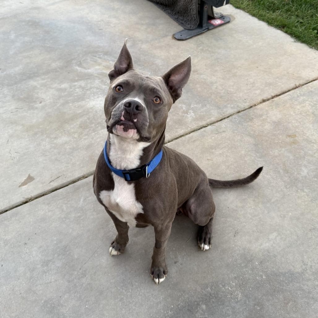 Enlarge Archer, a Adoptable Pit Bull Terrier in Calimesa, CA image 2/3