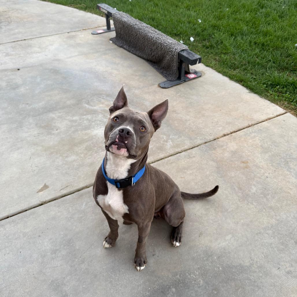Enlarge Archer, a Adoptable mixed breed in Calimesa, CA image 3/6