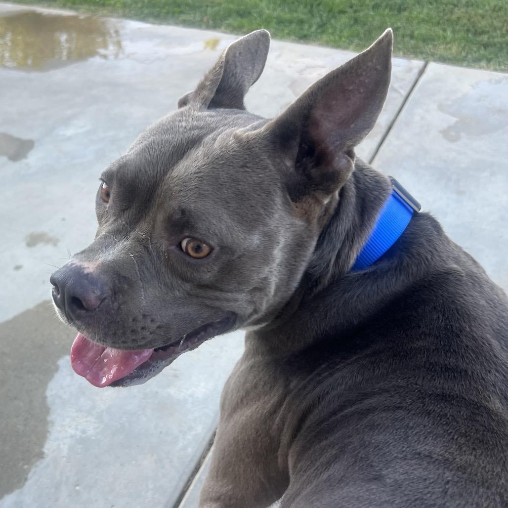 Enlarge Archer, a Adoptable mixed breed in Calimesa, CA image 4/6