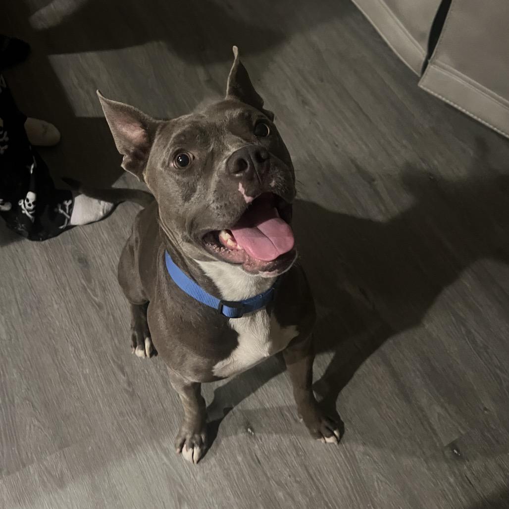 Enlarge Archer, a Adoptable mixed breed in Calimesa, CA image 5/6